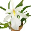 【花なし株】 ミルタダ スペクタビリス アルバ Miltada spectabilis var. alba 原種 3号鉢 25cm 開花サイズ(BS)