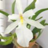 【花なし株】 ミルタダ スペクタビリス アルバ Miltada spectabilis var. alba 原種 3号鉢 25cm 開花サイズ(BS)