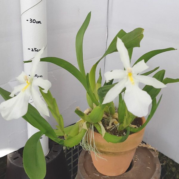【花なし株】 ミルタダ スペクタビリス アルバ Miltada spectabilis var. alba 原種 3号鉢 25cm 開花サイズ(BS)