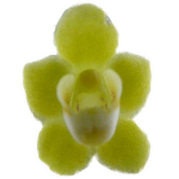 【花なし株】 キロスキスタ パリシー Chsch.parishii 原種 2.5号鉢 10cm 