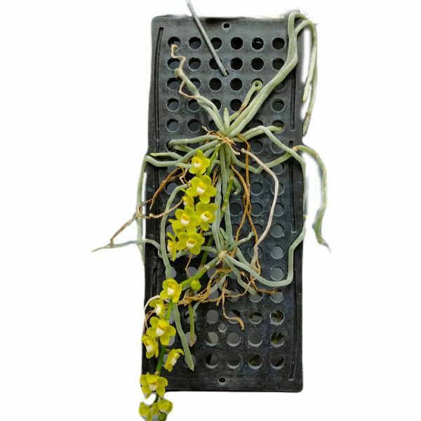 【花なし株】 キロスキスタ ビリディフラバ Chsch.viridiflava (着生の木の素材はかわります) 原種 枠 10cm 