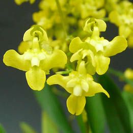 個性派洋蘭 「パフィオペディラム」 黄色 花芽～開花株 3.5号