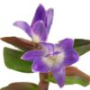 【花なし株】 デンドロビューム ビクトリア レギネ Den.victoria-reginae 原種 2号鉢 25cm 