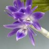【花なし株】 デンドロビューム ビクトリア レギネ Den.victoria-reginae 原種 2号鉢 25cm 