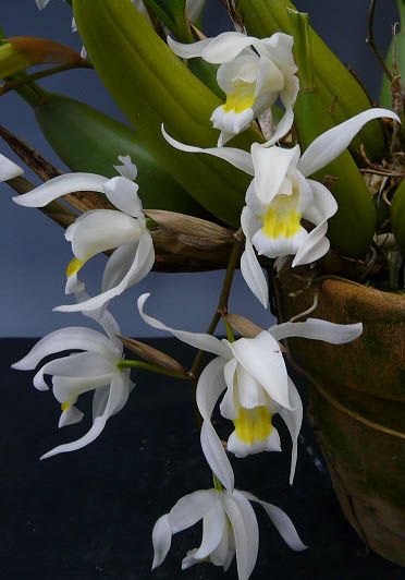 花なし株】 セロジネ インターメディア Coel.Intermedia 交配種 3号鉢