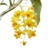 【花なし株】 デンドロビューム グリフィッシアナム Den.griffithianum 原種 3号鉢 30cm