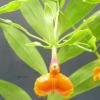 【花なし株】 エピデンドラム シュードエピデンドラム Epi.pseudepidendrum 原種 4号鉢 60cm