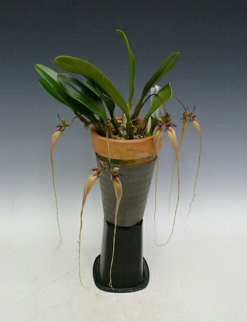 【花なし株】 シルホペタラム ファスシネーション ‘コスモワン’ Cirr.(Bulb.)fascination ‘Cosmo One’ CBR/JOGA 原種 3号鉢 25cm 