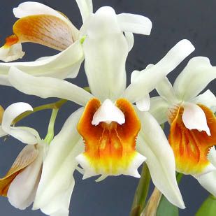 花なし株】 セロジネ メモリアオカミ Coel.Memoria Okami 交配種 花なし株】 セロジネ メモリアオカミ Coel.Memoria Okami 交配種
