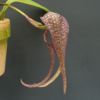 【花なし株】 バルボフィラム ロンギセパラム Bulb.longisepalum 原種 3号鉢 15cm 