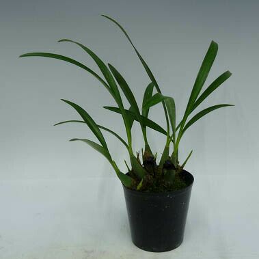 【花なし株】 マキシラリア シュンケアナ Max.schunkeana 原種 2.5号鉢 20cm