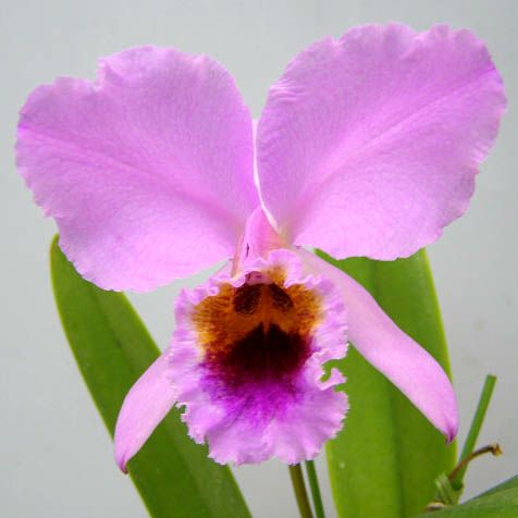 【花なし株】 カトレア パーシバリアナ ‘アルバーツ’