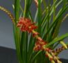 【花なし株】 デンドロキラム ウェンゼリー レッド Dend.wenzelii (RED) 原種 3号鉢 25cm 開花サイズ(BS)