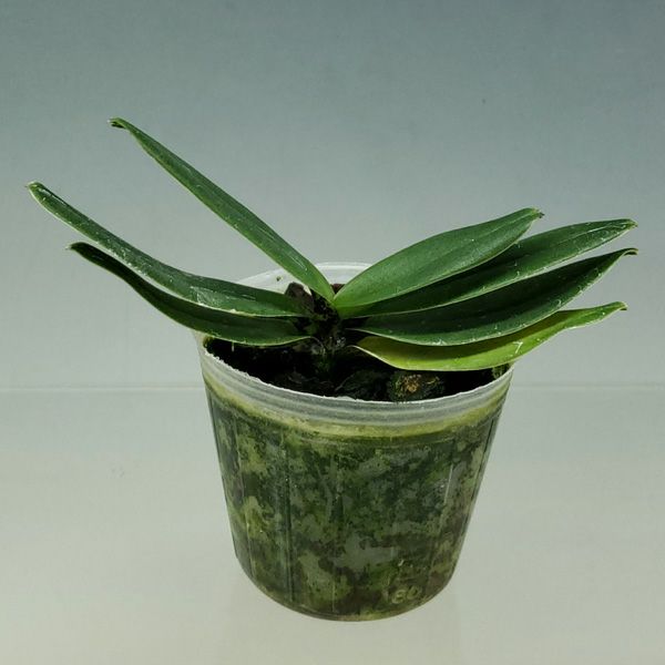 【花なし株】 パフィオペディラム チャールスウォーシー