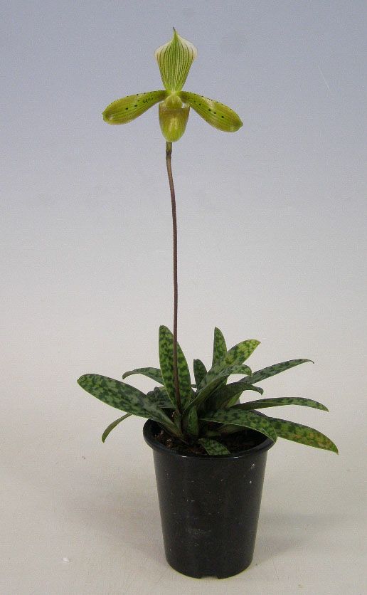 【花なし株】 パフィオペディラム トンサム 