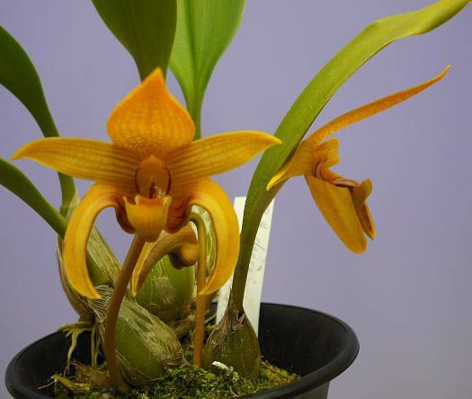 【花なし株】 バルボフィラム デアレイ ‘ショーナン’ 