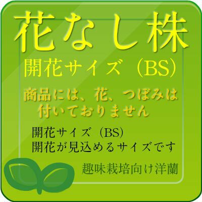 【花なし株】 バルボフィラム ブルメイ ‘クランプビッグ’ 