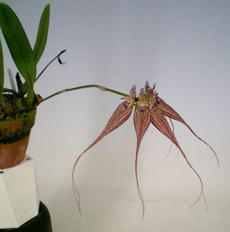  【花なし株】 バルボフィラム ラブリー エリザベス 