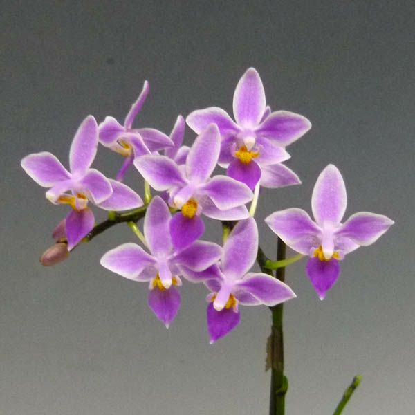 胡蝶蘭　原種　パリシー　フラスコ　小型　ファレノプシス 洋蘭　Phal 洋ラン 洋蘭 原種 phal.parishii var coerulea 'Regalo'ファレノプシス属