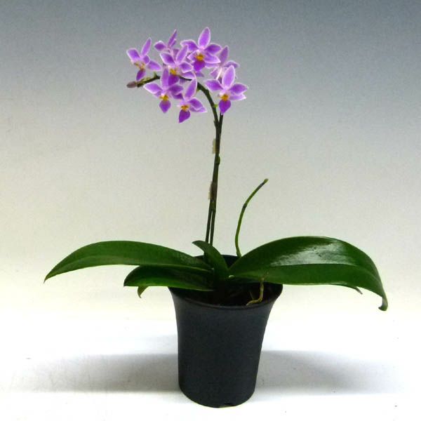 【花なし株】 ファレノプシス エクエストリス