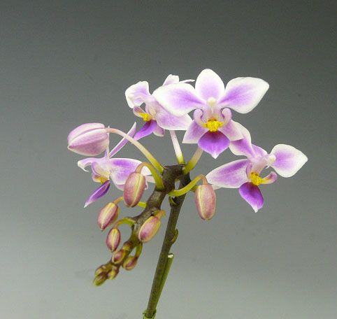 花なし株】 ファレノプシス エクエストリス Phal.equestris 原種 3号鉢