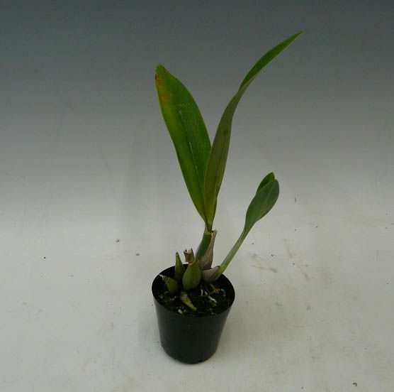 【花なし株】 エンサイクリア ビテリナ 