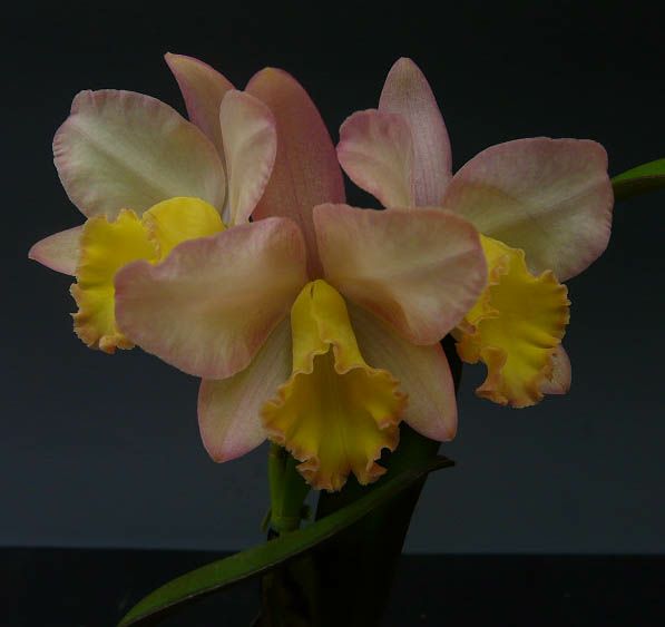 【花なし株】 ソフロカトレア フェアリ-ランド ‘ポポ’ 