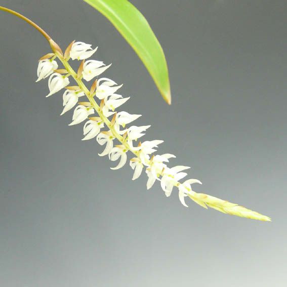 【花なし株】 デンドロキラム グルマセウム 