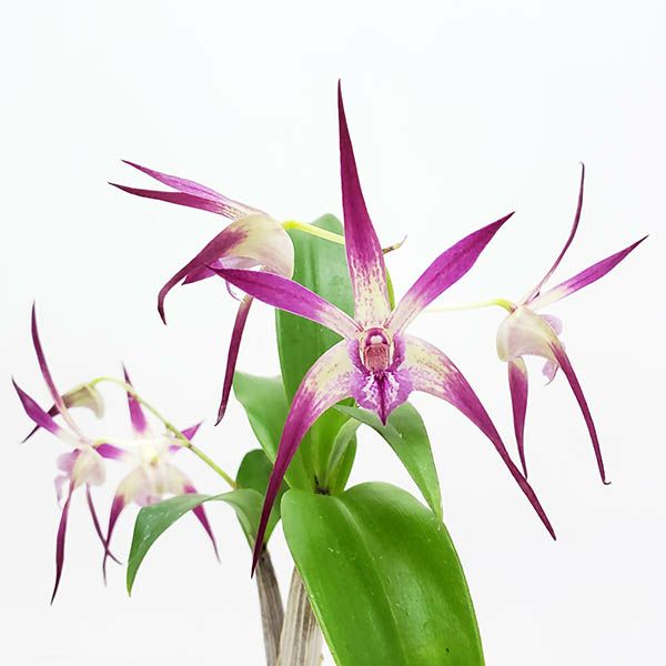 洋蘭　Den.MaroonStar'Cavalier' 花なし株】 デンドロビューム マローンスター 'カバリエール' Den