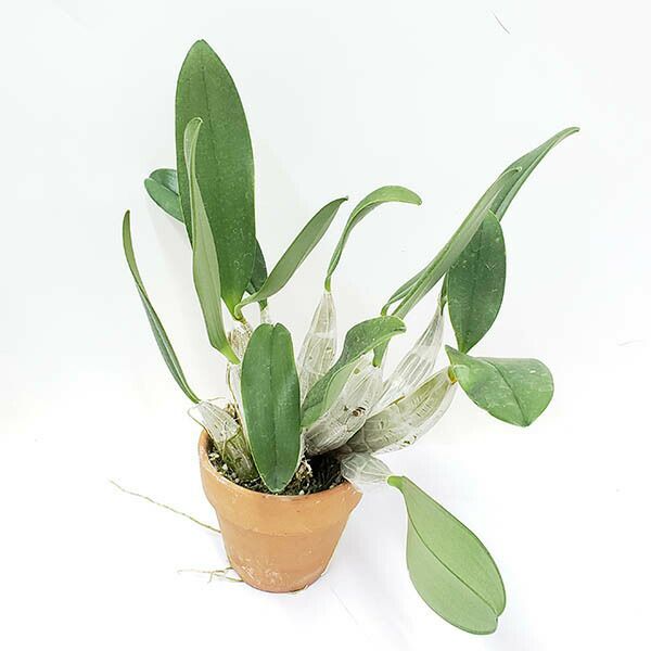 【花なし株】 デンドロビューム リンドレイ ‘イケヤ’