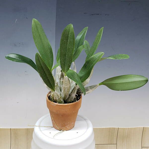 【花なし株】 デンドロビューム リンドレイ ‘イケヤ’