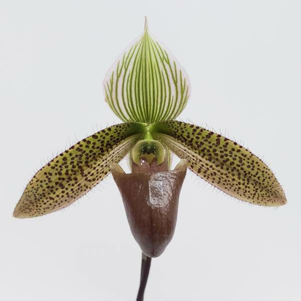 【花なし株】 パフィオペディラム Paph.sukhakulii x bougainvilleanum 交配種