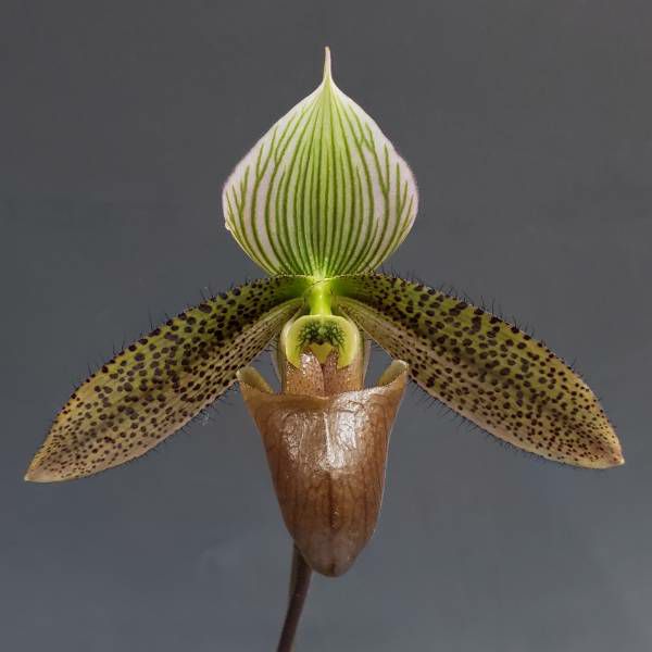 【花なし株】 パフィオペディラム Paph.sukhakulii x bougainvilleanum 交配種