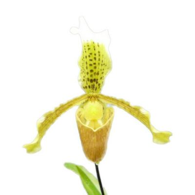 ［洋蘭交配種］Paph. Lynleigh Koopowitz Lynleigh Koopowitzが咲きました - (株)東京オーキット・ナーセリー