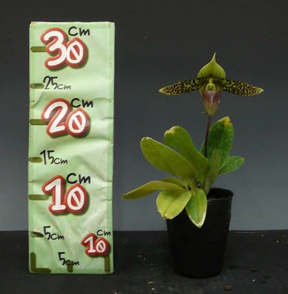 【花なし株】 パフィオペディラム サクハクリー