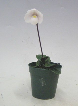 【花なし株】 パフィオペディラム ニベウム Paph.niveum 原種 3号鉢 15cm 開花サイズ(BS)