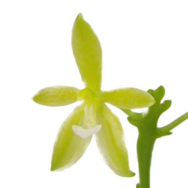 花なし株】 ファレノプシス コルヌセルビ アルバ Phal.cornu-cervi var