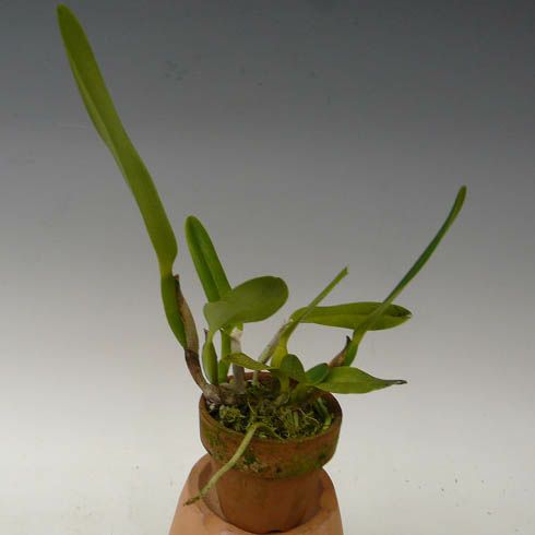 【花なし株】 カトレア テネブロサ アルバ