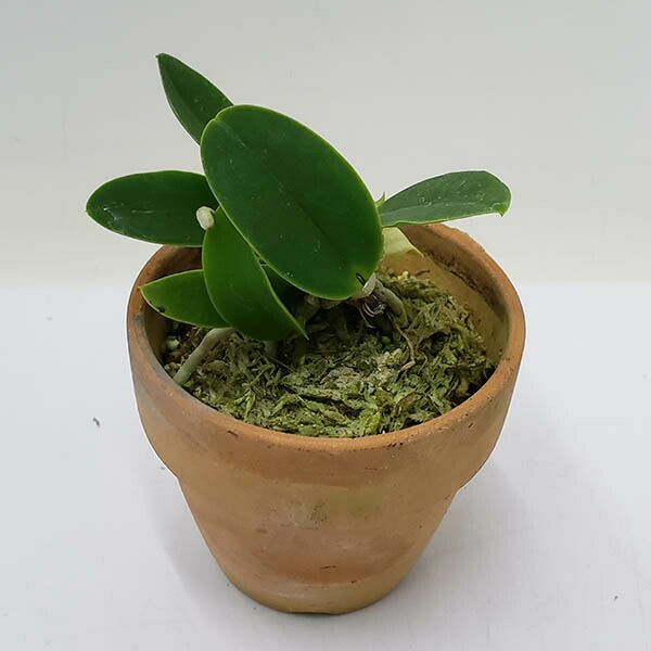 【花なし株】 カトレア ワルケリアナ アキニー ‘ギフ’ 