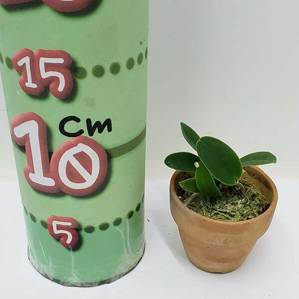 スーパーセール 50％（福袋 花なし株】 カトレア ワルケリアナ アキニー 'ギフ' C バトルスピリッツ