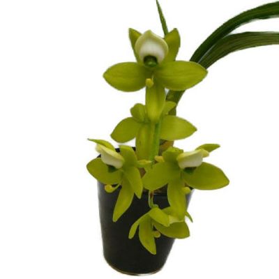 プラチセリウム グランデ Platycerium grande 原種 木付き 35cm