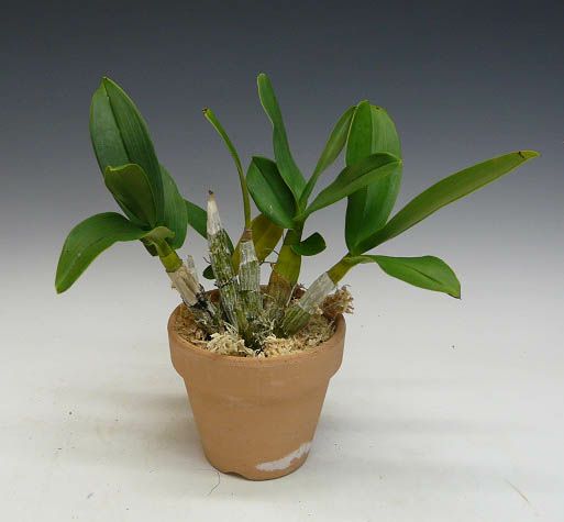 【花なし株】 デンドロビューム オフィオグロッサム ‘スゼッケルゼス’