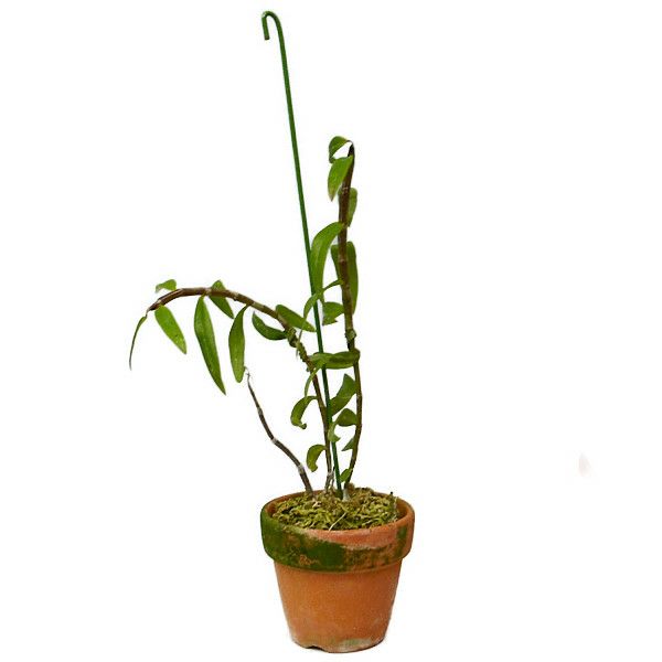 【花なし株】 デンドロビューム ピーラルディー Den.pierardii 原種 2.5号鉢 25cm 開花サイズ(BS)