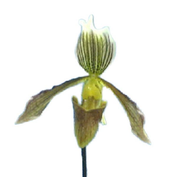 【花なし株】 パフィオペディラム アフィン Paph.affine 原種 3号鉢 30cm 開花サイズ(BS)