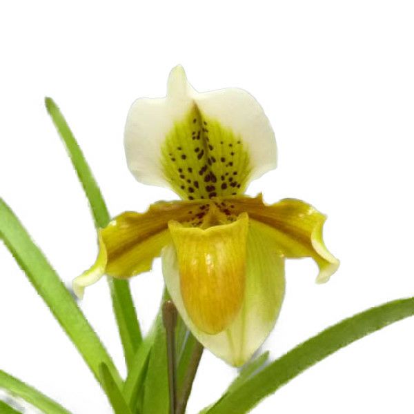 【花なし株】 パフィオペディラム エグザル Paph.exul 原種 3号鉢 25cm 開花サイズ(BS)