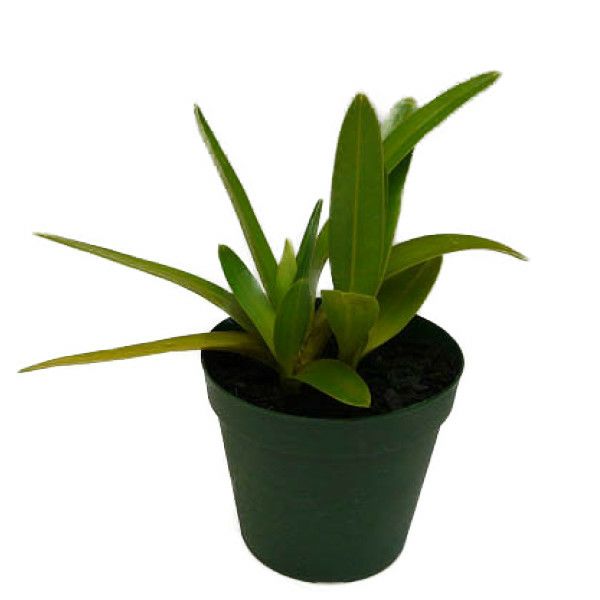 【花なし株】 パフィオペディラム エグザル Paph.exul 原種 3号鉢 25cm 開花サイズ(BS)