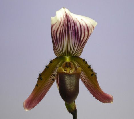 花なし株】 パフィオペディラム カローサム Paph.callosum 原種