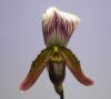 【花なし株】 パフィオペディラム カローサム Paph.callosum 原種 3号鉢 20cm 開花サイズ(BS)