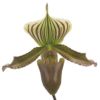 【花なし株】 パフィオペディラム ニグリタム ‘デイヤックウォリアー’ Paph.nigritum ‘Dayak Warrior’ 原種 3.5号鉢 25cm 開花サイズ(BS)