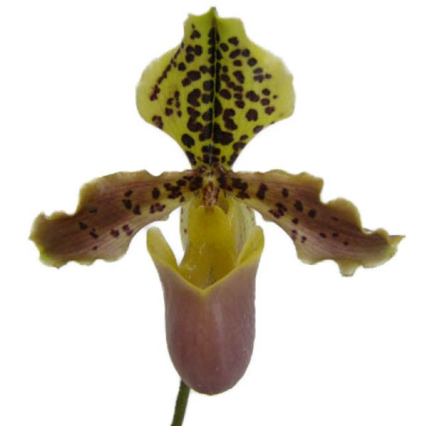 【花なし株】 パフィオペディラム ヘンリーアナム Paph.henryanum 原種 3号鉢 20cm 開花サイズ(BS)